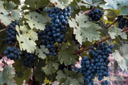 主是葡萄树，我们是枝子